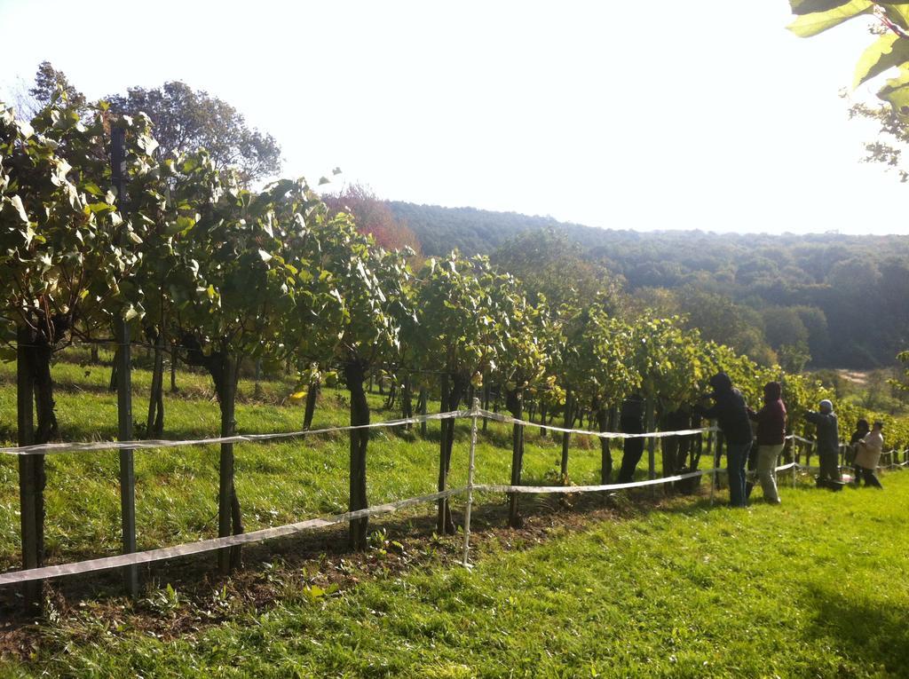 Traubengarten Winkler Niederhollabrunn Exterior foto